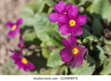 Primrose Is A Genus Of Plants Of The Primrose Family Of The Heather Order In The Spring Garden.