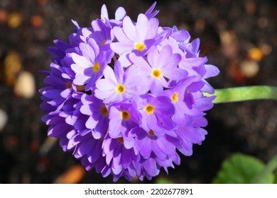 Primrose Or Primrose Is A Genus Of Plants From The Primrose Family Of The Heather Order