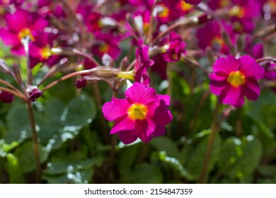 Primrose is a genus of plants from the Primrose family (Primulaceae) of the order Heather (Ericales). Primrose in the spring garden. Flowers of primrose polyanthus. Spring flowers. Purple primroses in - Shutterstock ID 2154847359