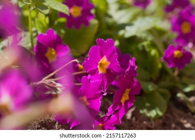 Primrose is a genus of plants from the Primrose family (Primulaceae) of the order Heather (Ericales). Primrose in the spring garden. Flowers of primrose polyanthus. Spring flowers. Purple primroses in - Shutterstock ID 2157117263