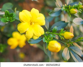 48 imágenes de Jasminum humile - Imágenes, fotos y vectores de stock |  Shutterstock