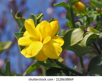 48 imágenes de Jasminum humile - Imágenes, fotos y vectores de stock |  Shutterstock