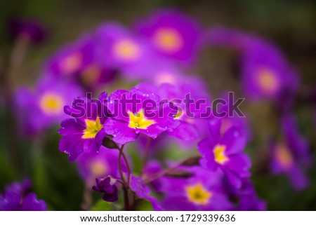 Primrose ordinary (Primula vulgaris), or primrose in the spring garden. Primroses in the spring. Beautiful lilac primrose flowers bloom garden.