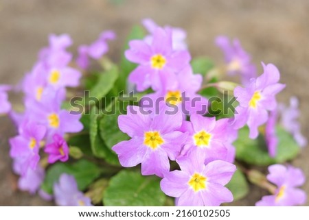 Primrose or primula in the spring garden. Blooming purple Primroses flowers. Primula Polyanthus. Purple flowers in spring garden. Primroses in spring. Pink Primula Vulgaris. Horizontal photo. 