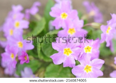 Primrose or primula in the spring garden. Blooming purple Primroses flowers. Primula Polyanthus. Purple flowers in spring garden. Primroses in spring. Pink Primula Vulgaris. Horizontal photo. 
