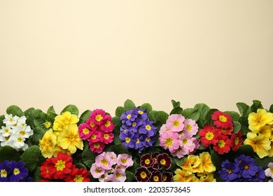 Primrose Primula Vulgaris flowers on beige background, flat lay with space for text. Spring season