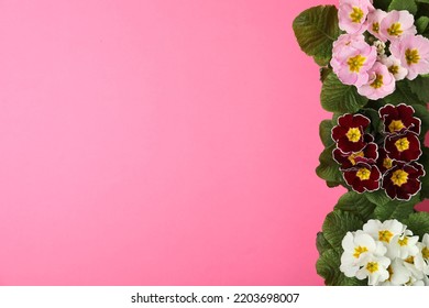 Primrose Primula Vulgaris flowers on pink background, flat lay with space for text. Spring season