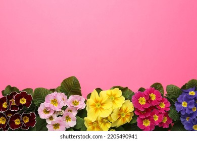 Primrose Primula Vulgaris flowers on pink background, flat lay with space for text. Spring season