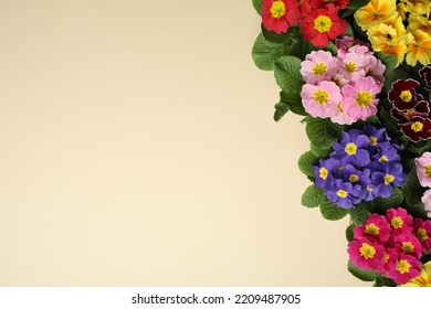 Primrose Primula Vulgaris flowers on beige background, flat lay with space for text. Spring season