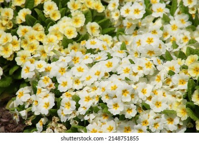 Primrose. Spring Flower (Primrose Family Primrose Genus)