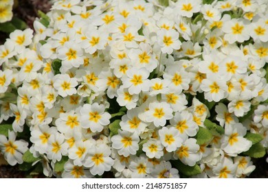 Primrose. Spring Flower (Primrose Family Primrose Genus)