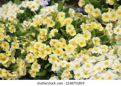 Primrose. Spring Flower (Primrose Family Primrose Genus)