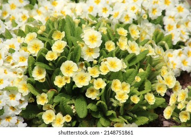 Primrose. Spring Flower (Primrose Family Primrose Genus)