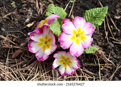 Primrose in the spring garden. Spring primrose flowers.Pink primroses in the spring garden. Primroses in spring. Primrose flower garden - Shutterstock ID 2165276427