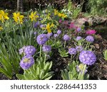 Primula denticata (Drumstick Primrose) (foreground) with Narcissus (Daffodils), Primula (Primrose) and other spring flowers at Branklyn Gardens, Perth, Scotland.