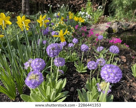 Primula denticata (Drumstick Primrose) (foreground) with Narcissus (Daffodils), Primula (Primrose) and other spring flowers at Branklyn Gardens, Perth, Scotland.