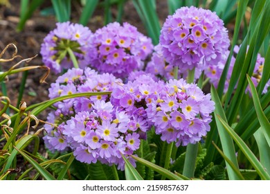 Primula Denticulata, The Drumstick Primula, Ball Flower Plant, Primulaceae, In Light Purple With Yellow Centre Blooms, Green Leaves. Blurred Garden Background