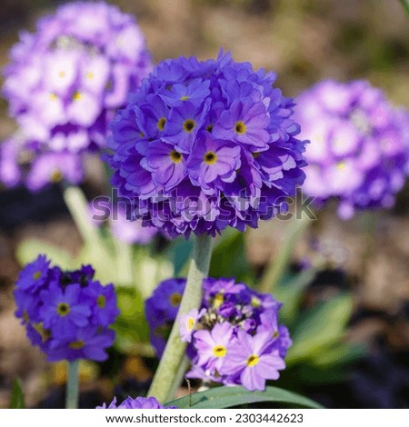 Primula denticulata purple in springtime. Beautiful Small-toothed primrose or small-toothed primrose or Drumstick Primula) in garden close up