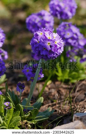 Primula denticulata purple in springtime. Beautiful Small-toothed primrose or small-toothed primrose or Drumstick Primula) in garden close up