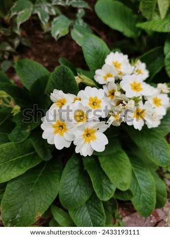 Primula, or primrose Bloom in early spring. Primrose Primula Vulgaris. White Country Garden Primula Flowers.