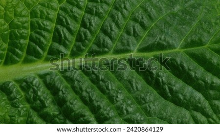 Primula, Primrose leaf wallpeper, background