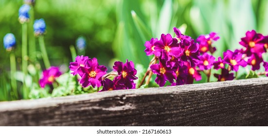 Primula Purple Flowers On Raised Flower Bed In Spring Garden