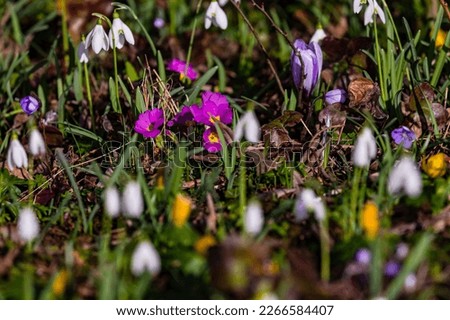 Primula, snowdrops and crocus are early bloomers that indicate spring