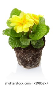 Primula, Spring Flower In Garden Soil, Isolated On White, Clipping Path Included