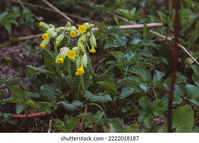 Primula Veris Is A Herbaceous Perennial Flowering Plant In The Primrose Family Primulaceae