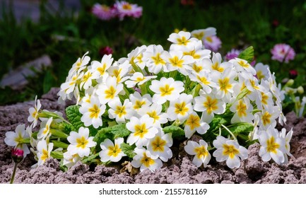 Primula vulgaris, the common primrose, bright flowering plant Primulaceae. White flowers in the garden - Shutterstock ID 2155781169