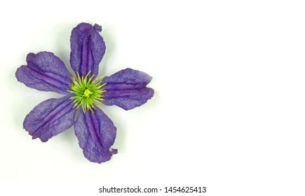 Prince Charles Named Clematis Flower Design On White Background With Space For Wordage Etc.