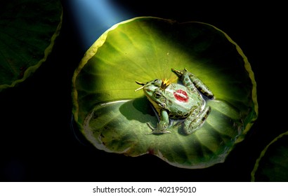 Prince Frog In The Spotlight, Kissed By The Princess