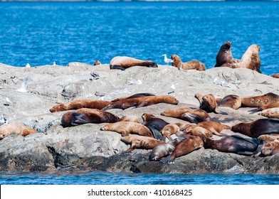 Prince William Sound Alaska Sea Lion Resting On The Rocks