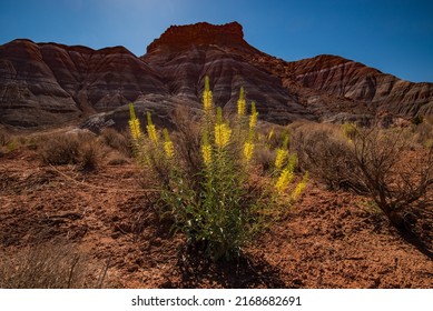 Princes Plume Wildflower blooming in a harsh desert climate. These plants provide a beautiful contrast to the red rock desert landscape. - Shutterstock ID 2168682691