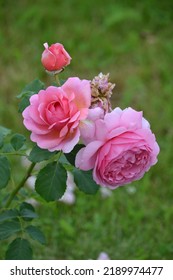 Princess Alexandra Of Kent Pink English Shrub Rose