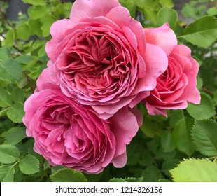 Princess Anna Of Kent Rose