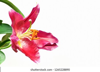 カサブランカ 花 の画像 写真素材 ベクター画像 Shutterstock