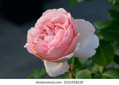 Princess Charlene Monaco Rose