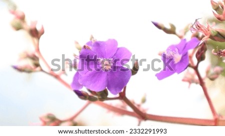 Princess flower with silver leaves blooms purple on a mountain in Bedugul, Bali (pleroma heteromallum)