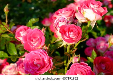 Princess Grace Rose Garden Monaco Stock Photo 657191932 | Shutterstock