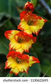 Princess Margaret Rose Gladiolus Flowers In Garden