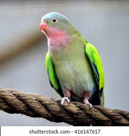 Princess Parrot  