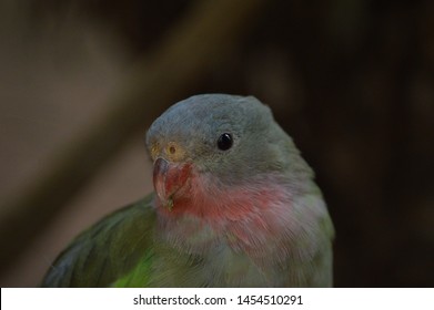 A Princess Parrot Close Up 