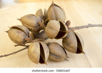 Princesstree, Foxglove, Empress Tree, Kiri, Paulownia Tomentosa Fruit, Egg-shaped Capsules With Seeds, Decorative, Brown