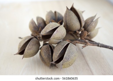 Princesstree, Foxglove, Empress Tree, Kiri, Paulownia Tomentosa Fruit, Egg-shaped Capsules With Seeds, Decorative, Brown