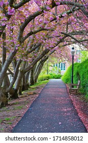 PRINCETON, NJ -25 APR 2020- Pink Cherry Blossom Trees In Bloom On The Ivy League Campus Of Princeton University In New Jersey, United States.