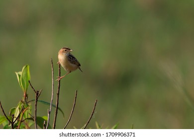 Priniya (Cisticolidae) , Kerala, Kollam