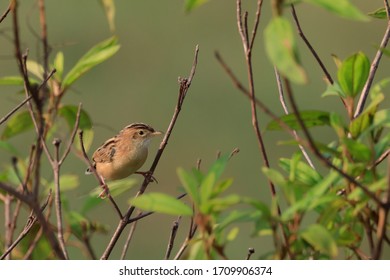 Priniya (Cisticolidae) , Kerala, Kollam