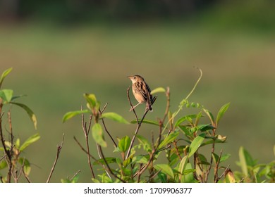 Priniya (Cisticolidae) , Kerala, Kollam