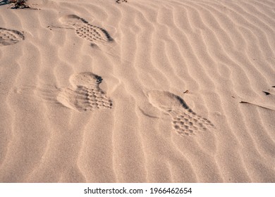 Print Of Shoes On A Sandy Beach. Footprints In The Sand